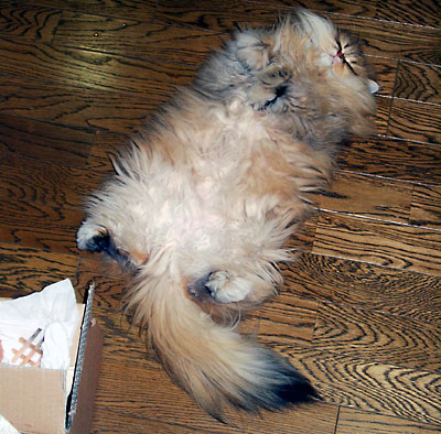 �L, �`���`���E�S�[���f��, ����, ����