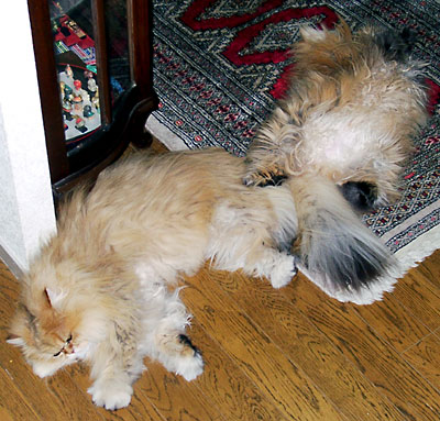 �L, �`���`���E�S�[���f��, ����, ����