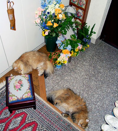 �L, �`���`���E�S�[���f��, ����, ����