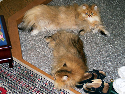 �L, �`���`���E�S�[���f��, ����, ����