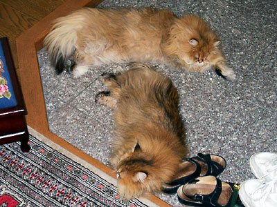 �L, �`���`���E�S�[���f��, ����, ����