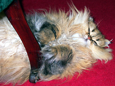 �L, �`���`���E�S�[���f��, ����, ����