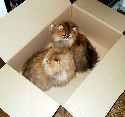 �L, �`���`���E�S�[���f��, ����, ����