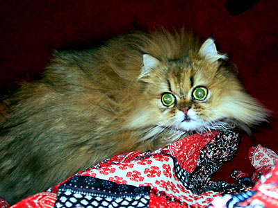 �L, �`���`���E�S�[���f��, ����, ����