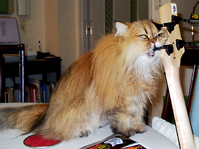 �L, �`���`���E�S�[���f��, ����, ����