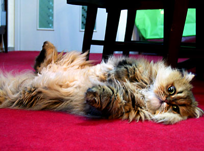 �L, �`���`���E�S�[���f��, ����, ����