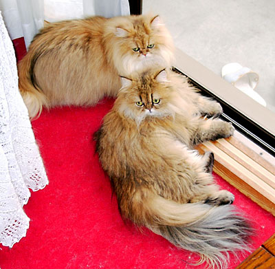 �L, �`���`���E�S�[���f��, ����, ����