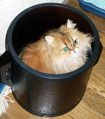 �L, �`���`���E�S�[���f��, ����, ����