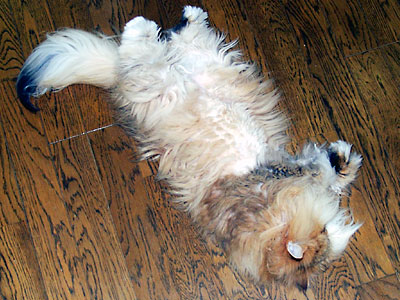 �L, �`���`���E�S�[���f��, ����, ����