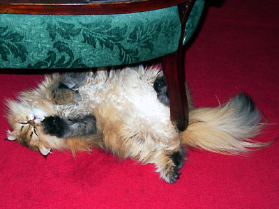 �L, �`���`���E�S�[���f��, ����, ����