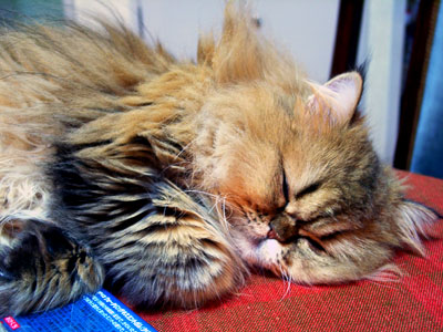 �L, �`���`���E�S�[���f��, ����, ����