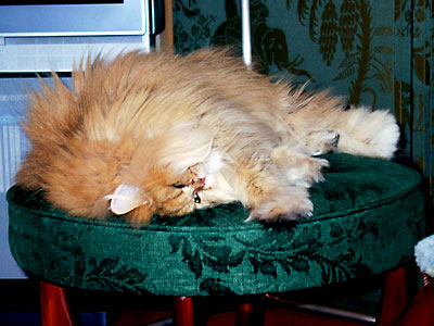 �L, �`���`���E�S�[���f��, ����, ����