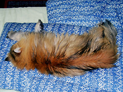 �L, �`���`���E�S�[���f��, ����, ����