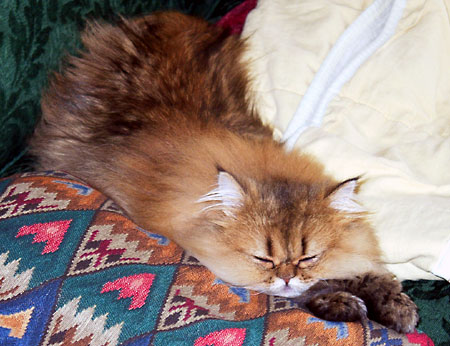 �L, �`���`���E�S�[���f��, ����, ����