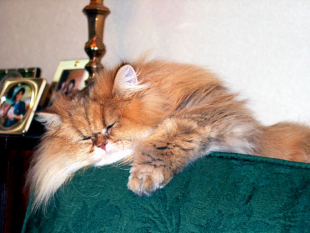 �L�A�`���`���E�����A����A�~�h���K���E�}�b�N�X�A�R���^��