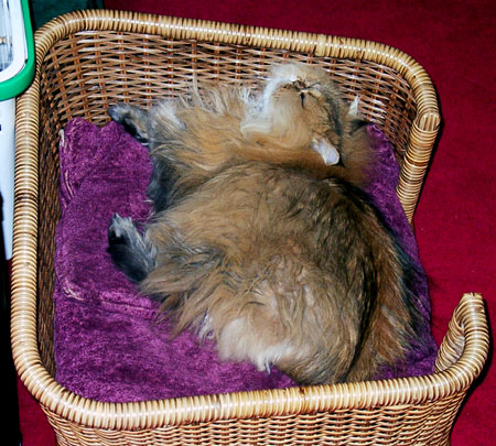 �L, �`���`���E�S�[���f��, ����, ����