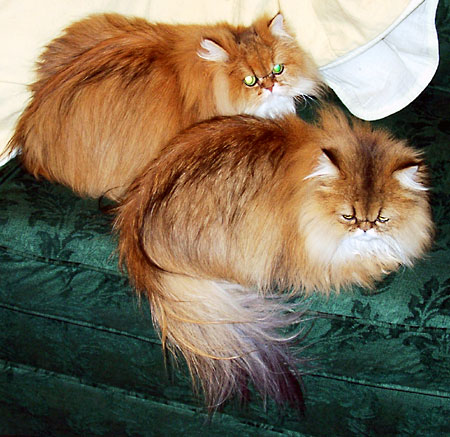 �L, �`���`���E�S�[���f��, ����, ����