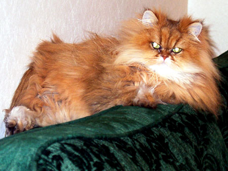 猫、チンチラ・来夢、来喜、ミドリガメ・マックス、コロタン