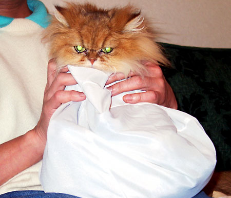 猫, チンチラ・ゴールデン, 来夢, 来喜