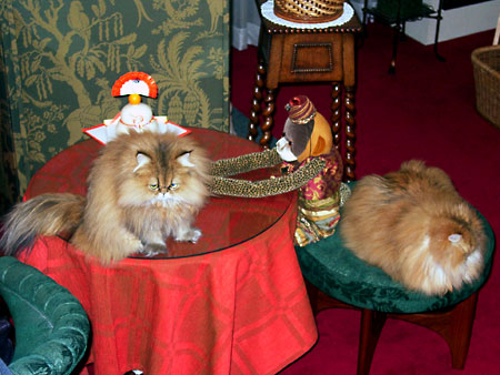 猫、チンチラ・来夢、来喜、ミドリガメ・マックス、コロタン