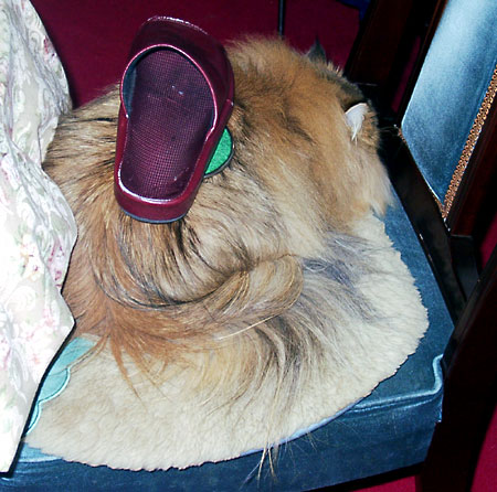 猫, チンチラ・ゴールデン, 来夢, 来喜