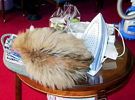 猫, チンチラ・ゴールデン, 来夢, 来喜