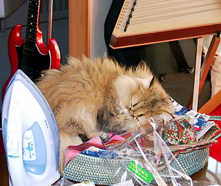 猫, チンチラ・ゴールデン, 来夢, 来喜