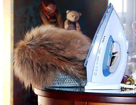 猫, チンチラ・ゴールデン, 来夢, 来喜