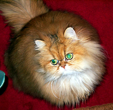 猫, チンチラ・ゴールデン, 来夢, 来喜