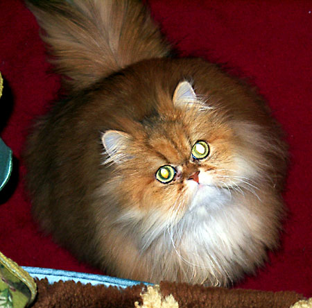 猫, チンチラ・ゴールデン, 来夢, 来喜