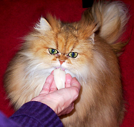 猫, チンチラ・ゴールデン, 来夢, 来喜