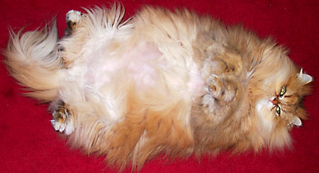 猫, チンチラ・ゴールデン, 来夢, 来喜