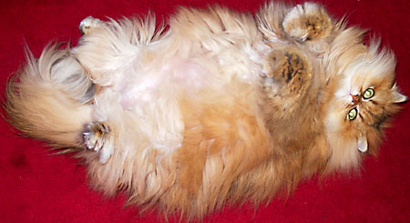 猫, チンチラ・ゴールデン, 来夢, 来喜