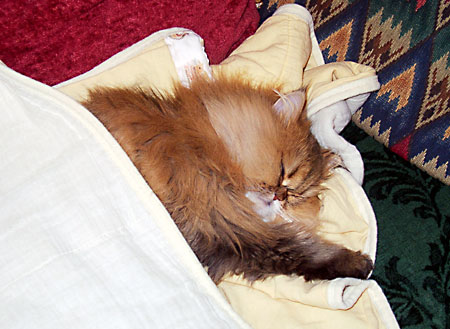 猫, チンチラ・ゴールデン, 来夢, 来喜