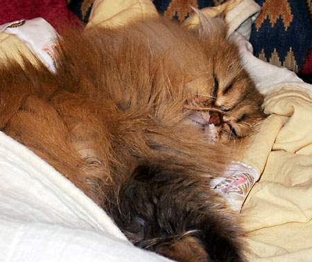 猫, チンチラ・ゴールデン, 来夢, 来喜