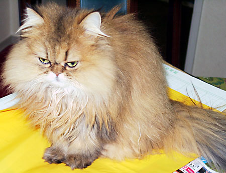 猫, チンチラ・ゴールデン, 来夢, 来喜