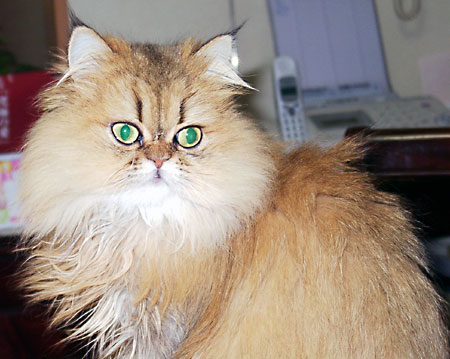 猫, チンチラ・ゴールデン, 来夢, 来喜