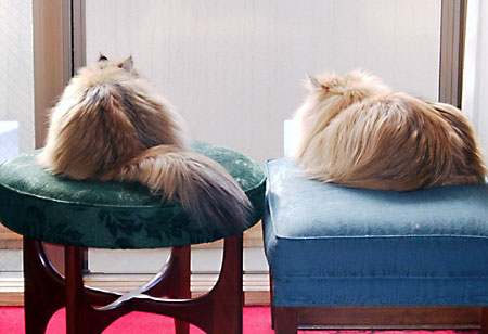 猫, チンチラ・ゴールデン, 来夢, 来喜