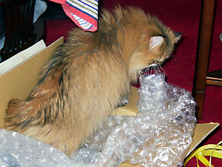 猫、チンチラ・来夢、来喜、ミドリガメ・マックス、コロタン