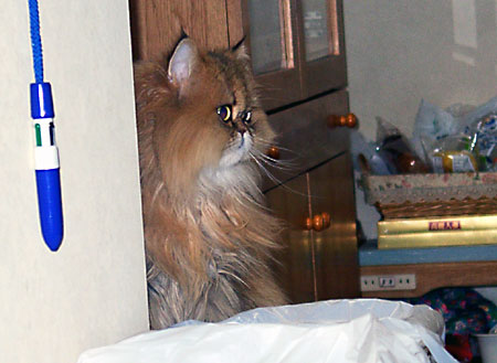 猫, チンチラ・ゴールデン, 来夢, 来喜