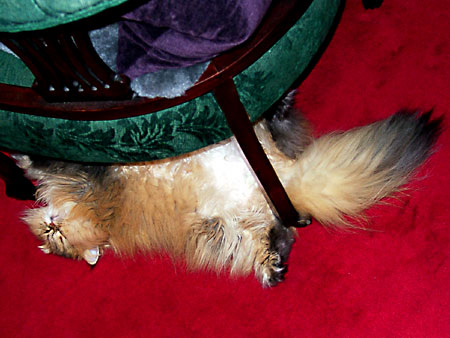 猫、チンチラ・来夢、来喜、ミドリガメ・マックス、コロタン