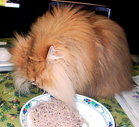 猫, チンチラ・ゴールデン, 来夢, 来喜