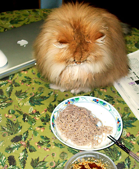 猫, チンチラ・ゴールデン, 来夢, 来喜