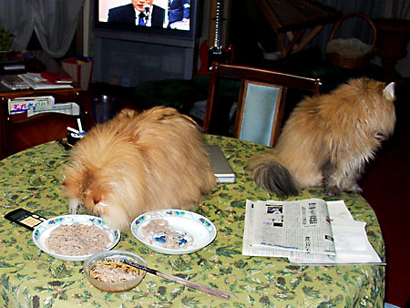 猫、チンチラ・来夢、来喜、ミドリガメ・マックス、コロタン