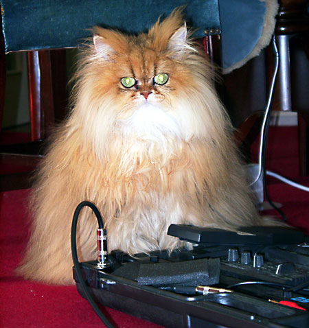 猫, チンチラ・ゴールデン, 来夢, 来喜