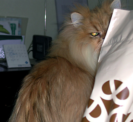 猫, チンチラ・ゴールデン, 来夢, 来喜