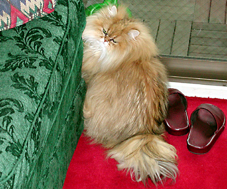 猫, チンチラ・ゴールデン, 来夢, 来喜