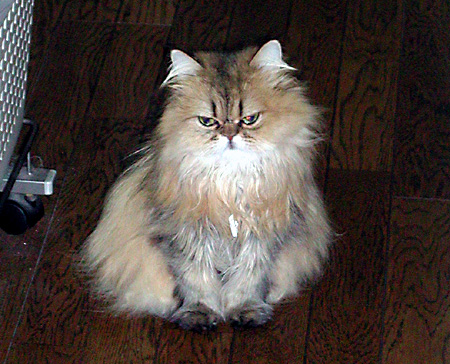 猫, チンチラ・ゴールデン, 来夢, 来喜