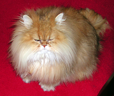 猫, チンチラ・ゴールデン, 来夢, 来喜