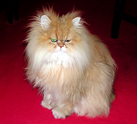 猫, チンチラ・ゴールデン, 来夢, 来喜